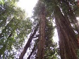 Trees (3).JPG